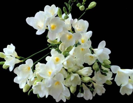  #开爆#这5款小花养在家，漂亮又好养，花开飘香四溢，开爆阳台变花园！