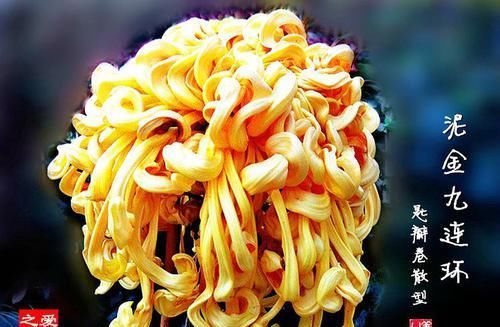  「珍品」喜欢玫瑰，不如养“菊中珍品”，花似九连环，金光闪闪，开花绚丽