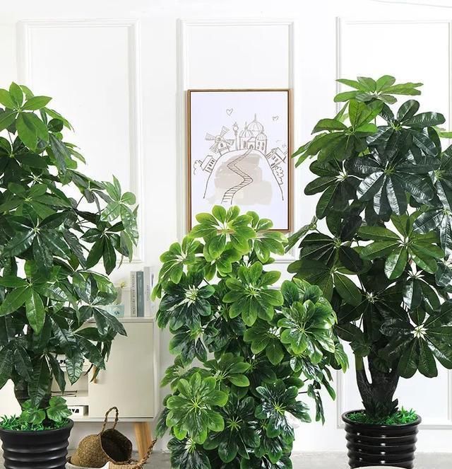  #花盆#大而深的花盆适合养什么花？教你预防积水烂根的办法