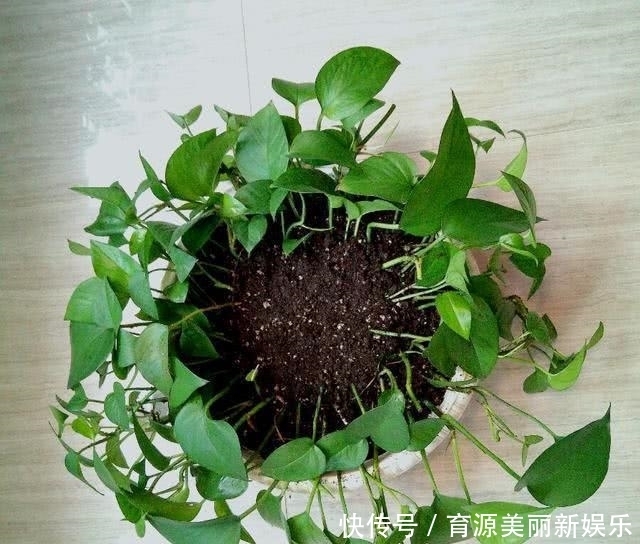 扦插|5种花,适合6月份扦插,精心养护下,7月长满盆