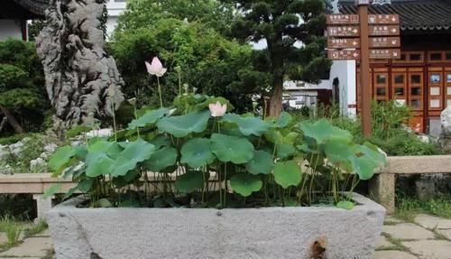 「水缸」中国人院子里最应该摆这样东西