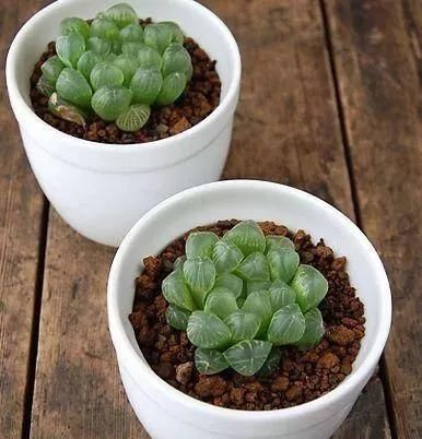  #新手#敲重点，那些适合新手小白养的多肉植物，每一个都美得不像话！