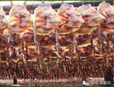  「小伙」农民小伙养鸭子没销路，几千只没人买，媳妇一招，2天卖