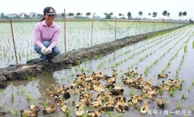  稻田：稻田养鸭有什么好处，养殖人又该注意什么？