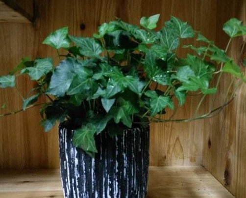  『虎皮兰』卧室养什么花杀菌？这4种植物好看又好养，还能让细菌绕道走