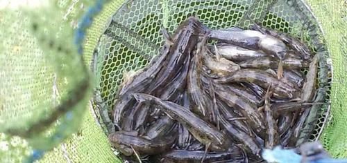  「地虎」此鱼名叫“爬地虎”头大鱼小，常趴在水底，肚子里没有多少东西