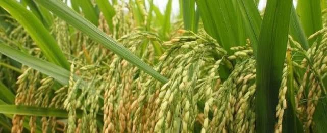  「越南」越南人口近亿，国土仅有中国的三十分之一，怎么还有大