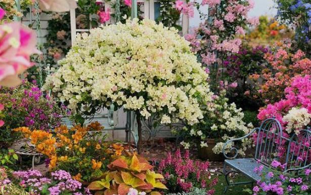  【粉丝】她在露台养了一种花，全年花开不断，犹如仙境，收获了近10万粉丝