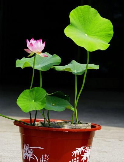 种植■荷花是我国十大名花之一,荷花如何在家栽种?