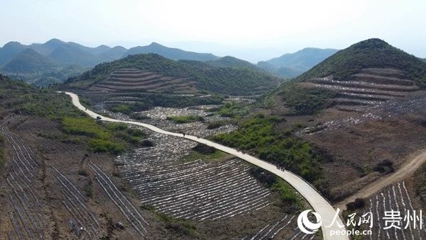 增绿:金沙县禹谟镇同心村:千亩荒山变茶园 乡村增绿又增收