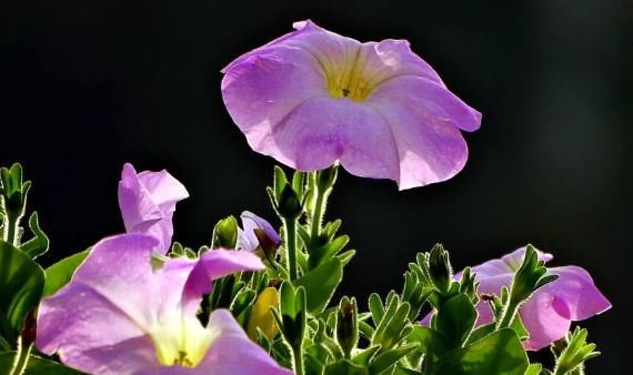  「适合」特别容易开花，花期超长的4种观赏花卉，适合“新手”的一些盆栽