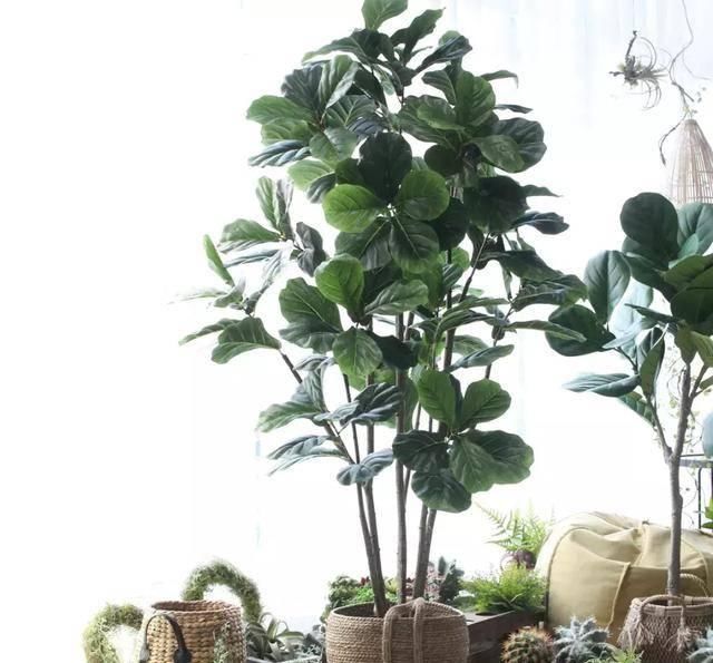  #花友#琴叶榕总是不好养？做好这几点，养的比花店老板都好！
