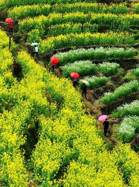 “最美乡村”的称号的婺源花开得美爆了！