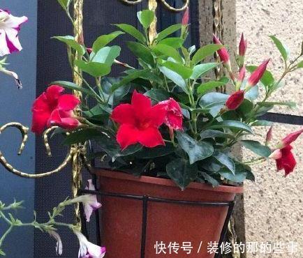 次水就行@阳台变花园,8种花现在养,半个月就爆满阳台,长的飞快花也多