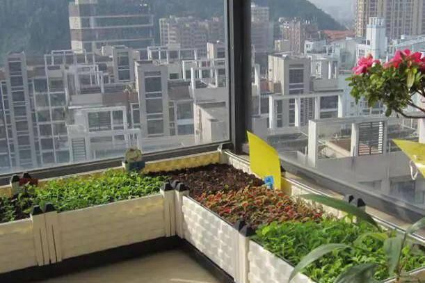  「一年四季」阳台这样种菜，一年四季摘个不停，吃都吃不完！