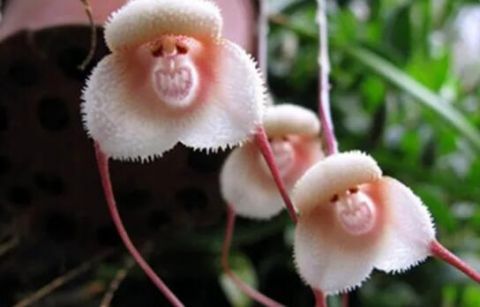 世界上最奇葩的植物，99%的人都没有见过！