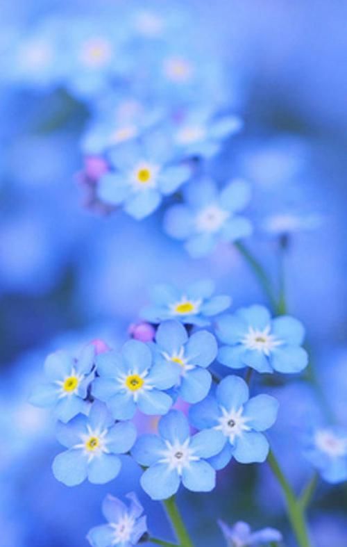  『代表着』花友选出了自己认为最美的50种花