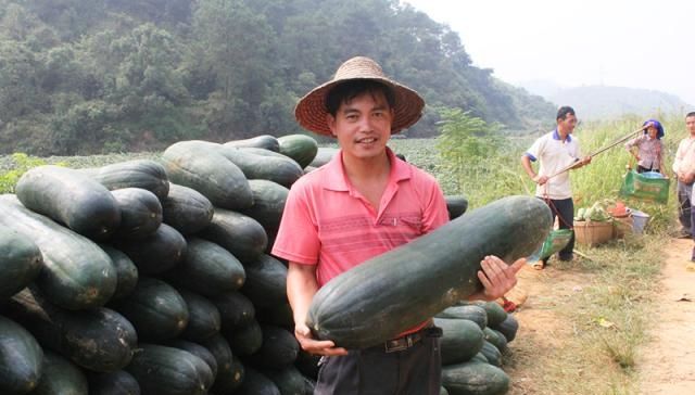  [冬瓜]曾是儿时零食，如今亩产5000斤，收购价只有2毛一斤，你吃