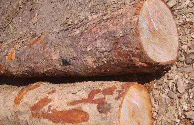  「见血封喉」国内最特别的三棵树：一棵价值上亿，一棵刀枪不入