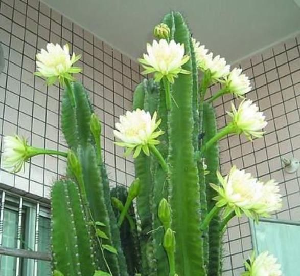  『懒人』“3种花”一定要养，旺人又聚财，养护简单，懒人都能养得好！