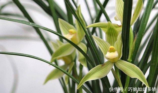  【花芽】兰花为什么不开花 兰花什么时候开花