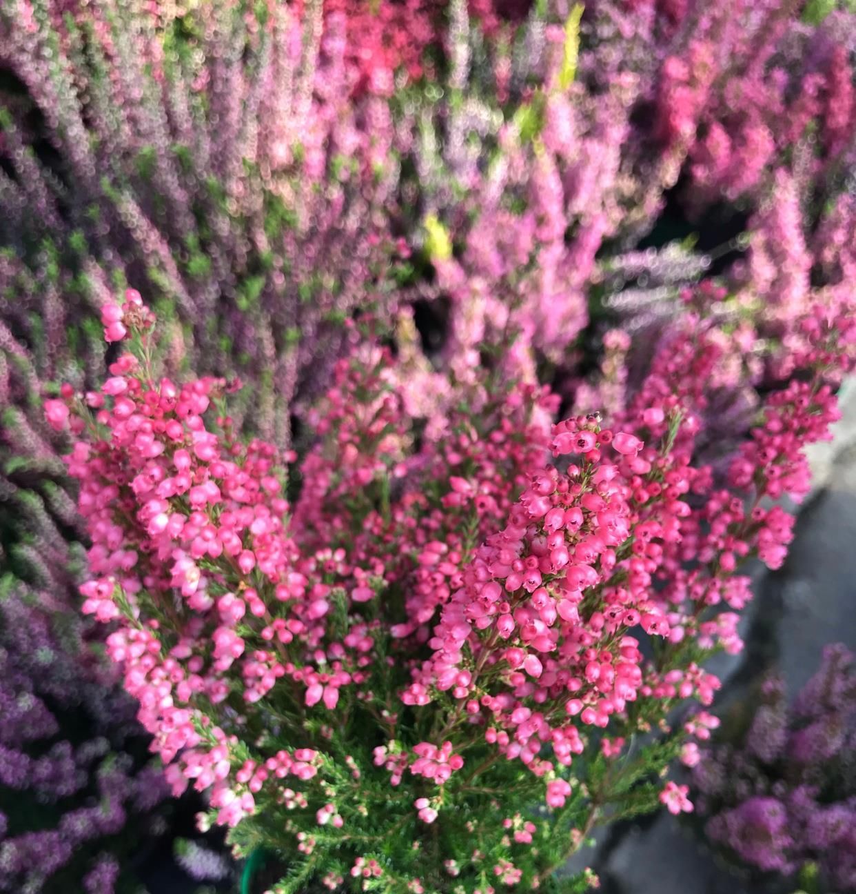  『冬天』最耐寒的观赏花卉，东北也能种，花色美丽花期长，冬季养花选它！