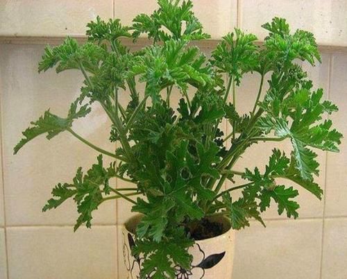 『清香木』4种花太好养,好养易活不招虫,养在哪里都爆盆,好运到来