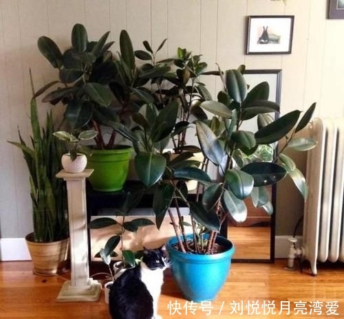 【道路】丢了一棵橡皮树,3年长疯了,横竖8米宽,霸占了道路惹人怨