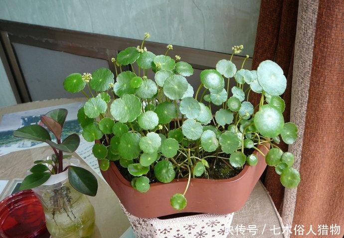 『很快』铜钱草开花及时修剪,很快就生机勃勃!