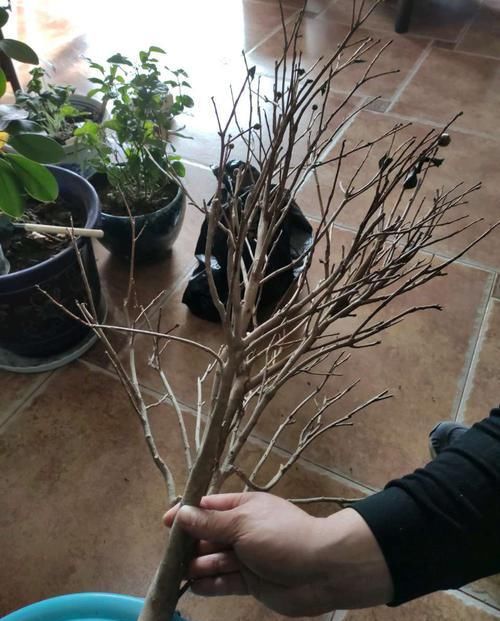  「盆土」寻求帮助：出差半个月回来，烂根严重的茶花盆栽还有救活的可能吗
