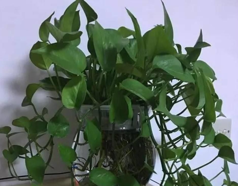  『长寿花』3种花放水里，就能蹭蹭长，再不担心浇水问题，不黄叶，长得旺！