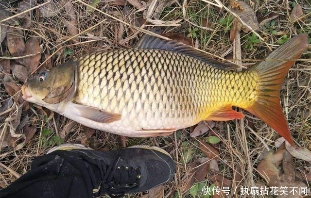  技巧@钓跑铅也有技巧，不同钓况不同跑，渔获肯定好！