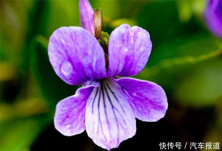 农村常见的一种紫色草，农民当成杂草，如今一斤能卖30元！