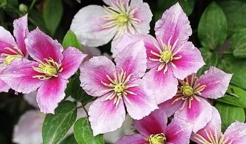  『牡丹』懒人就养这几款，沾点水就能盆，花型似牡丹，色泽艳丽，美爆了