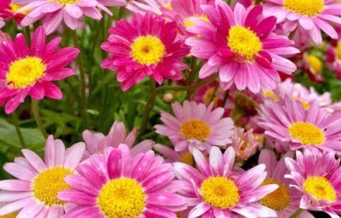 【试试】喜欢养花啊,那养这些花草试试,掐个枝沾土就能活,开花美艳迷人