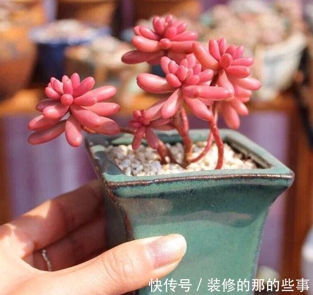 『谨记』养多肉虹之玉锦谨记''4方面'',叶片晶莹剔透,串串似葡萄