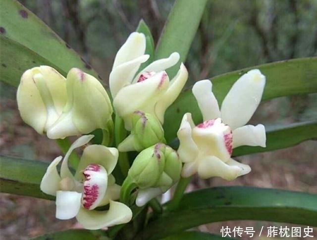  [老爸]老爸买了两盆兰花很特别，养兰这么多年还头一次见过