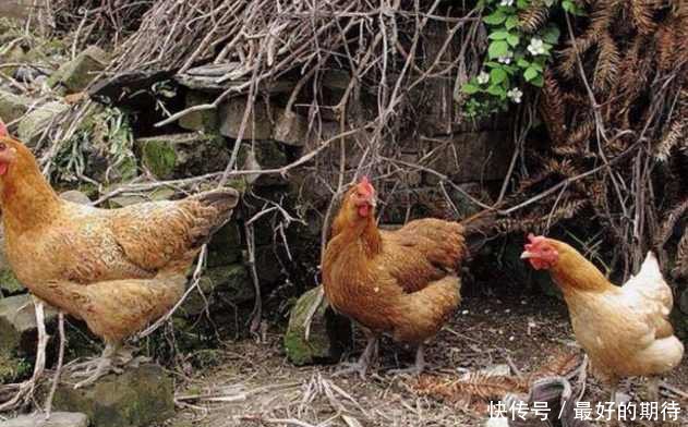 老母亲去鸡窝捡鸡蛋，结果看到其中一窝的鸡蛋后，顿时就傻眼了