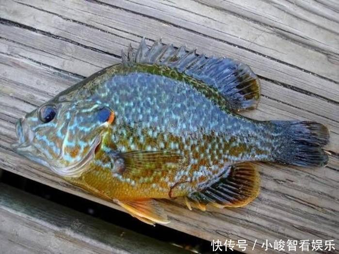  『罗非鱼』外来物种太阳鱼能否像罗非鱼一样在两广地区泛滥