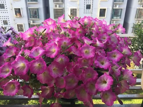  「开花」想要阳台成花海，不妨养这些花朵，好养易爆，关键开花绚丽多彩