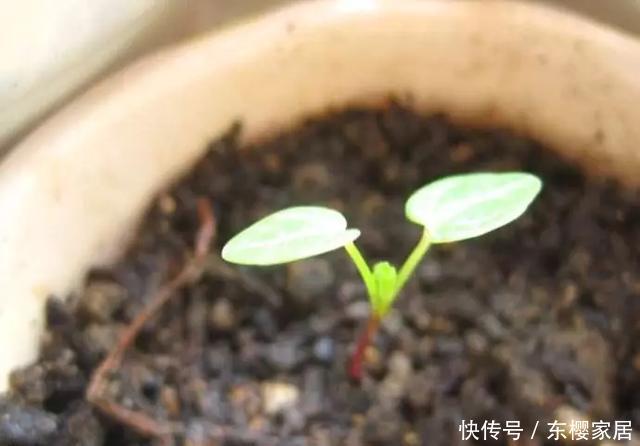 『养花』花养人,人养花,养1盆祛燥降火,能观赏,能食用