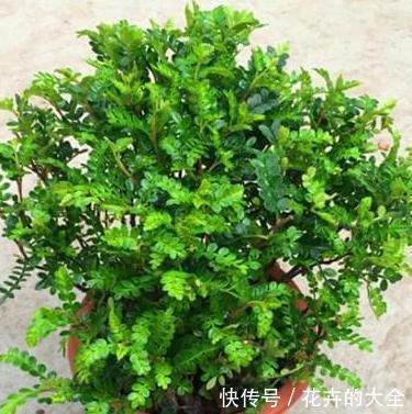 天生:这3种树天生自带香味,放在客厅使人神清气爽,既有品味又好养