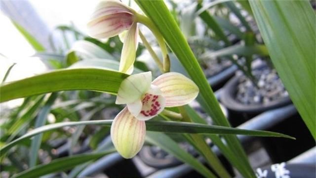  #夏养#夏养兰花，抓好3个养护点，新芽猛冒开花不停！