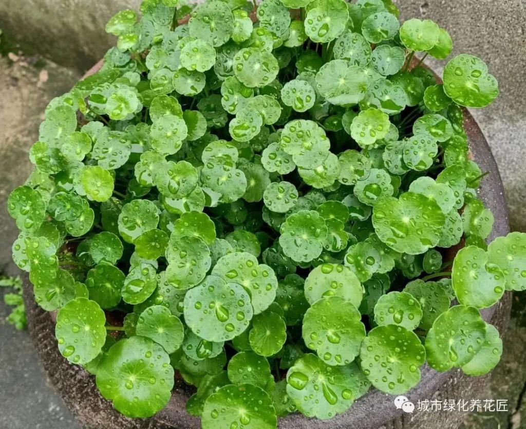  『观赏价值』铜钱草疯长倒伏还开花？理个小平头，半个月再次爆盆，叶比碗大