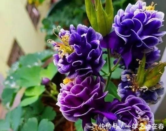 名字@一位因为名字被耽误了的华丽花卉——耧斗菜