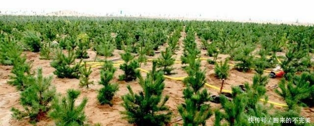  方公里■种树都可以拿诺贝尔和平奖, 为什么库布齐治沙不给获奖