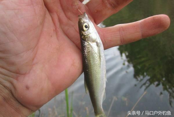 农村这种“浪里白条”离开水2小时就腐烂,如今快被地笼捕绝了