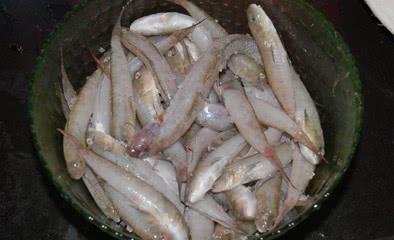  [野味]农村的这四种动物越来越少，为了赚钱都被抓绝了