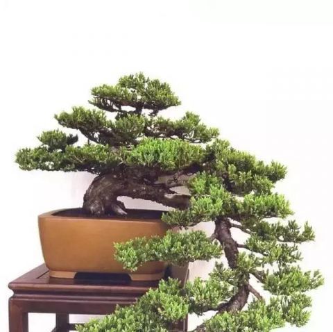 一组悬崖盆景佳作欣赏 可上九天揽月 可下五洋捉鳖