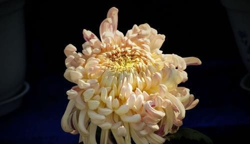 『方法』花卉种植技术:菊花叶子发黄的防治方法,全面分析叶子发黄原因!